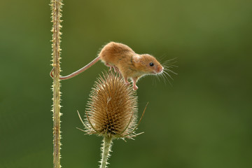 Face to face with Harvest mouse Micromys minutus