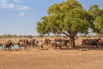 herds of elephants