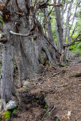 The mountain and the clouds in a patagonian park 