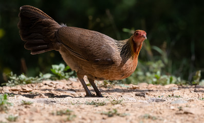 Jungle Fowl female bird photographed in Satal, Uttarakhand, India