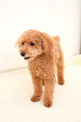 かわいいトイプードル