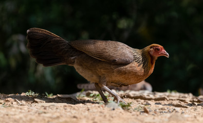 Jungle Fowl female bird photographed in Satal, Uttarakhand, India
