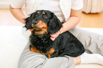 かわいいミニチュアダックス © Takeru