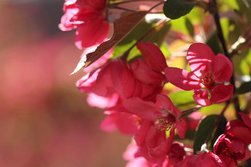 pink crabapple flowers in spring