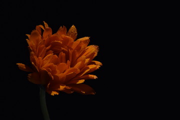 Éclosion confinée.