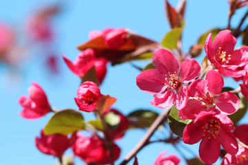 pink crabapple flowers in spring on blue sky background