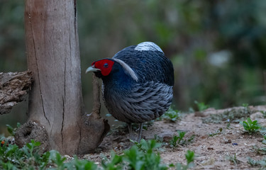 Khaleej Pheasant (Lophura leucomelanos) bird photographed in Sattal, Uttarakhand, India