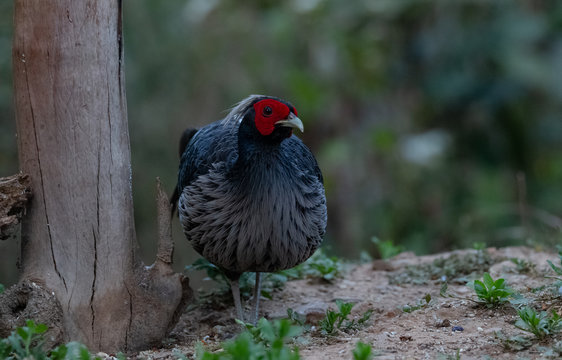 Khaleej Pheasant (Lophura leucomelanos) bird photographed in Sattal, Uttarakhand, India