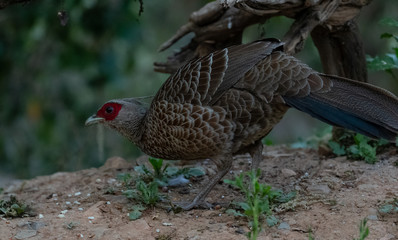 Khaleej Pheasant (Lophura leucomelanos) bird photographed in Sattal, Uttarakhand, India