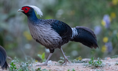 Khaleej Pheasant (Lophura leucomelanos) bird photographed in Sattal, Uttarakhand, India