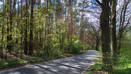 DROGĄ PRZEZ LAS