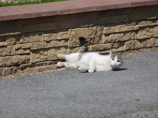 White and brown stray cat playing on the pavement on a sunny day. Brick wall in the background