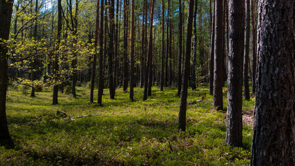 Obraz premium WIOSNA W LESIE