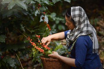 woman unidentified coffee farmer is harvesting coffee berries in the coffee farm, arabica coffee berries with agriculturist hands ,vintage style,Thailand