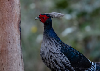 Khaleej Pheasant (Lophura leucomelanos) bird photographed in Sattal, Uttarakhand, India