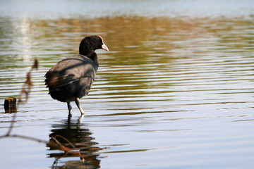 Wild duck stay in the pond.