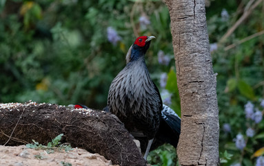 Khaleej Pheasant (Lophura leucomelanos) bird photographed in Sattal, Uttarakhand, India