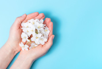 Female hands hold sakura branch on blue background top view, copy space