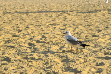 Seagull walking under dusk in Haeundae Beach, Busan, South Korea Asia.