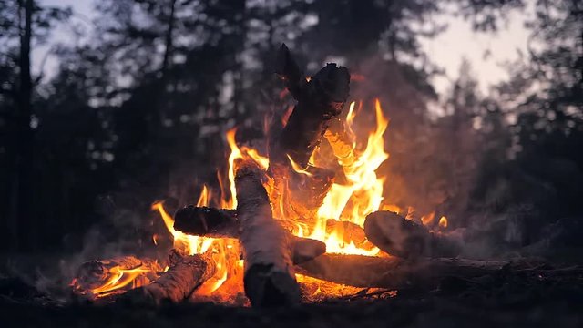 Fire campfire forest nature nigt