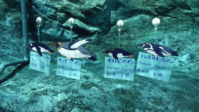 Presentation signs in Chinese and Japanese language with information of beautiful penguins hanging over the glass aquarium with water and rocks in the background