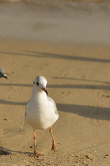 Seagull walking under dusk in Haeundae Beach, Busan, South Korea Asia.
