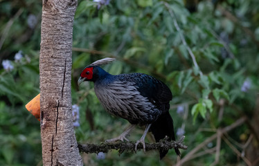 Khaleej Pheasant (Lophura leucomelanos) bird photographed in Sattal, Uttarakhand, India