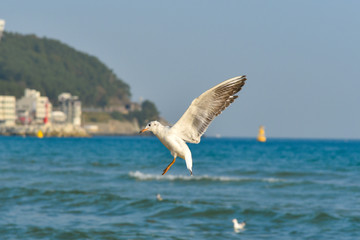 Flying seagull in Haeundae Beach, Busan, South Korea Asia.