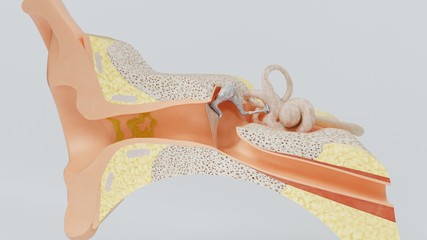 3d render structures of the human ear with the image of all the components often