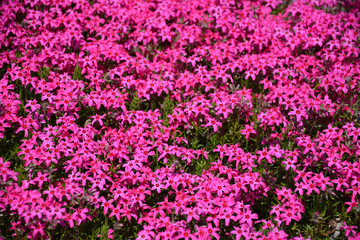 Fototapeta premium 北海道に咲くシバザクラ_Blooming Moss Phlox in Hokkaido_2