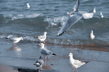 Flying seagull in Haeundae Beach, Busan, South Korea Asia.