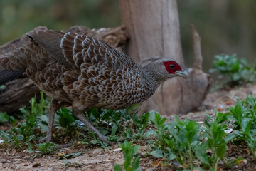 Khaleej Pheasant (Lophura leucomelanos) bird photographed in Sattal, Uttarakhand, India