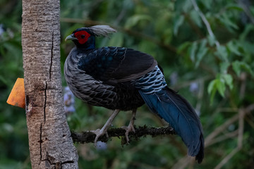 Khaleej Pheasant (Lophura leucomelanos) bird photographed in Sattal, Uttarakhand, India