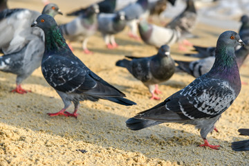 Seagull walking under dusk in Haeundae Beach, Busan, South Korea Asia.