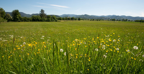 Fr&uuml;hling im Kinzigtal nahe Reichenbach