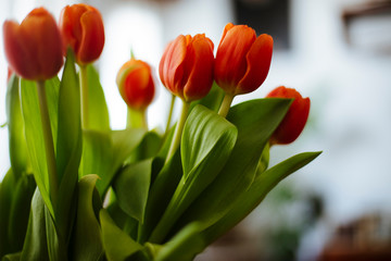 tulipanes