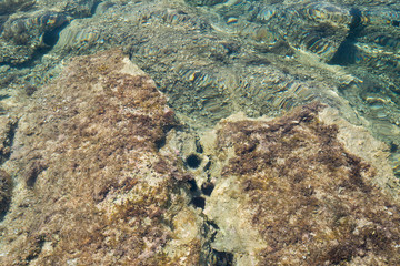 Sea urchins in the clear clear water of the Mediterranean sea, Balearic Islands