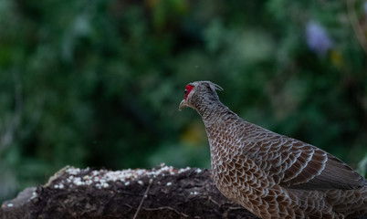 Khaleej Pheasant (Lophura leucomelanos) bird photographed in Sattal, Uttarakhand, India