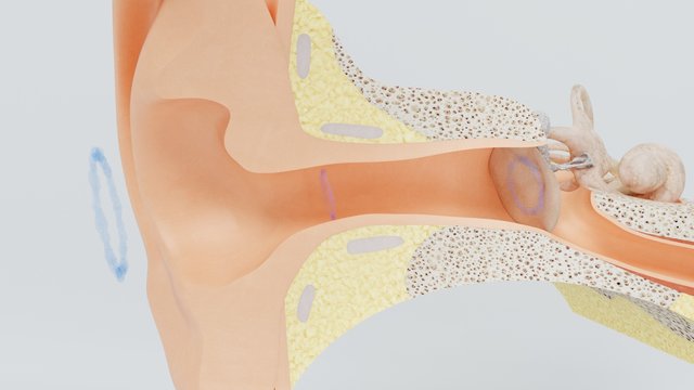 3d render structures of the human ear with the image of all the components often