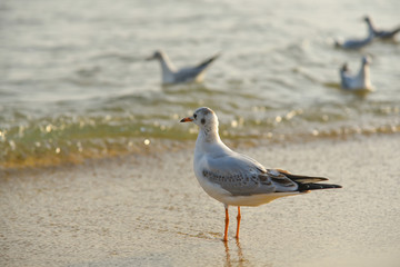Seagulls at Haeundae Beach, Busan, South Korea, Asia