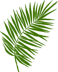 Palm leaf on a white background. Vector graphics.