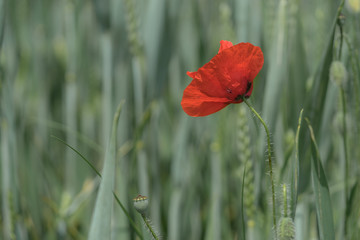 red poppy flower