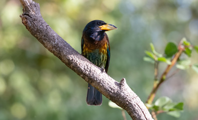 The Great Barbet (Psilopogon virens) bird perching on tree branch