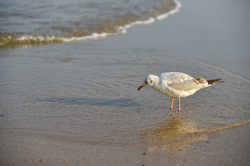 Seagulls at Haeundae Beach, Busan, South Korea, Asia