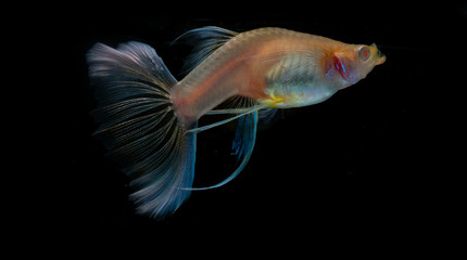 Capture the moving moment of the Guppy fish isolated on black background. Metal gold lace Guppy fish.