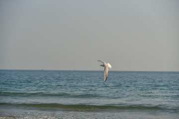 Fototapeta na wymiar Flying seagull in Haeundae Beach, Busan, South Korea Asia.