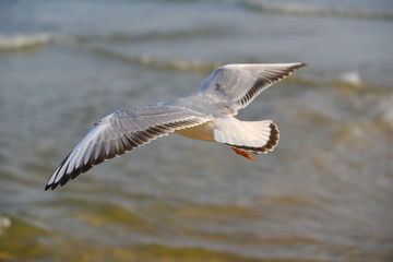 Flying seagull in Haeundae Beach, Busan, South Korea Asia.