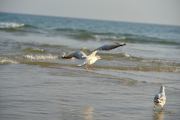 Flying seagull in Haeundae Beach, Busan, South Korea Asia.