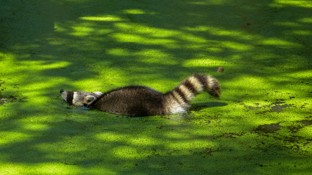 Waschb&auml;r
