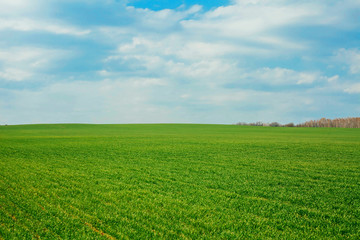 Fototapeta na wymiar green field with blue sky and clouds